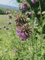 Chardon penche (photo Mrugala F., Venerieu, mai 2024)(3)
